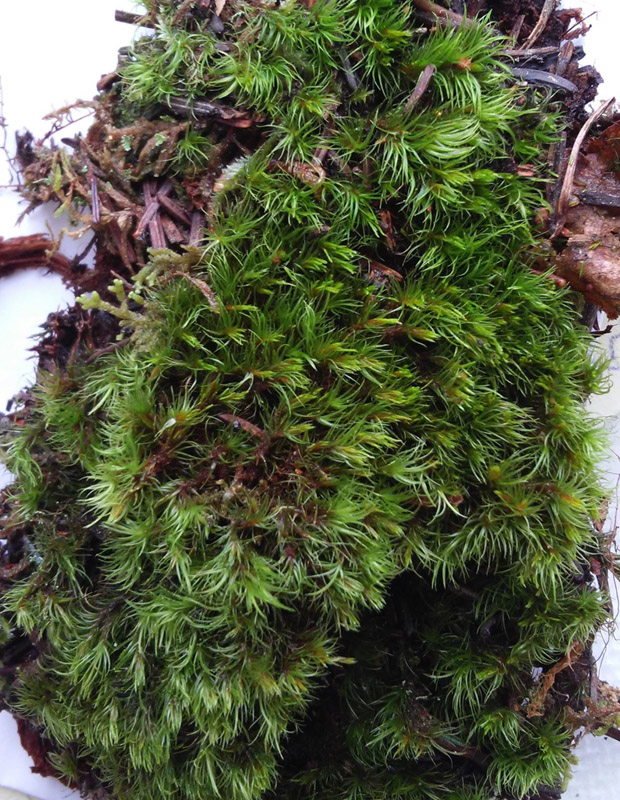 Dicranum montanum